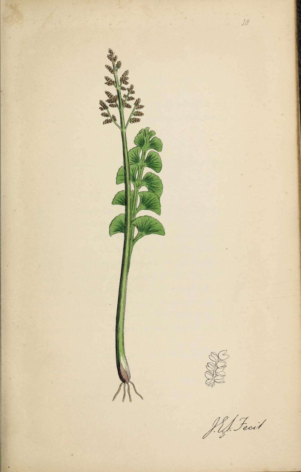 Image of common moonwort