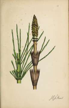 Image of Great Horsetail