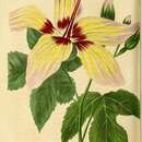 Image of Hibiscus cameronii Knowles & Westc.