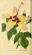 Image of Hibiscus cameronii Knowles & Westc.