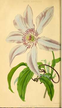 Image of Clematis