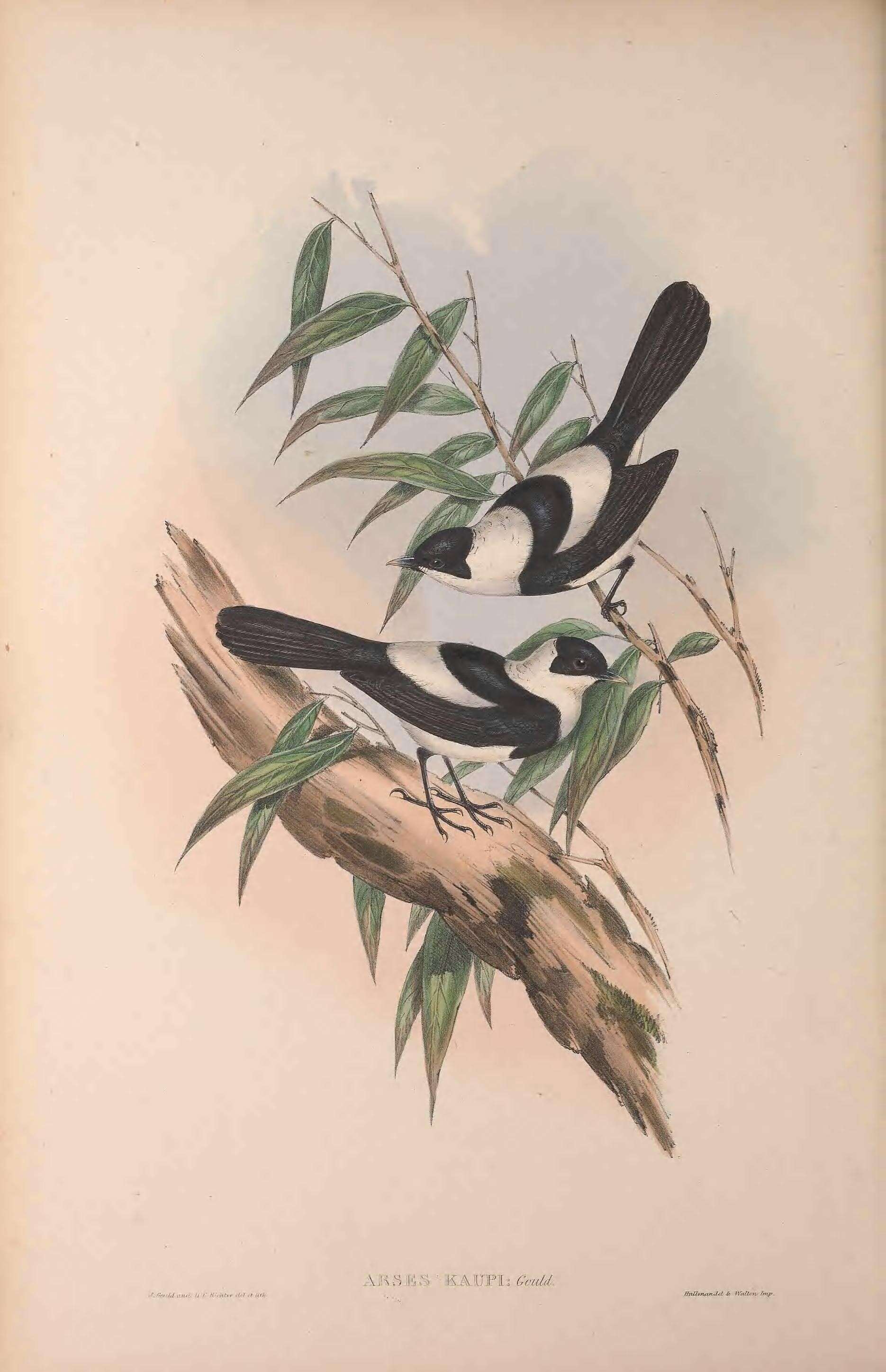 Image of Pied Monarch