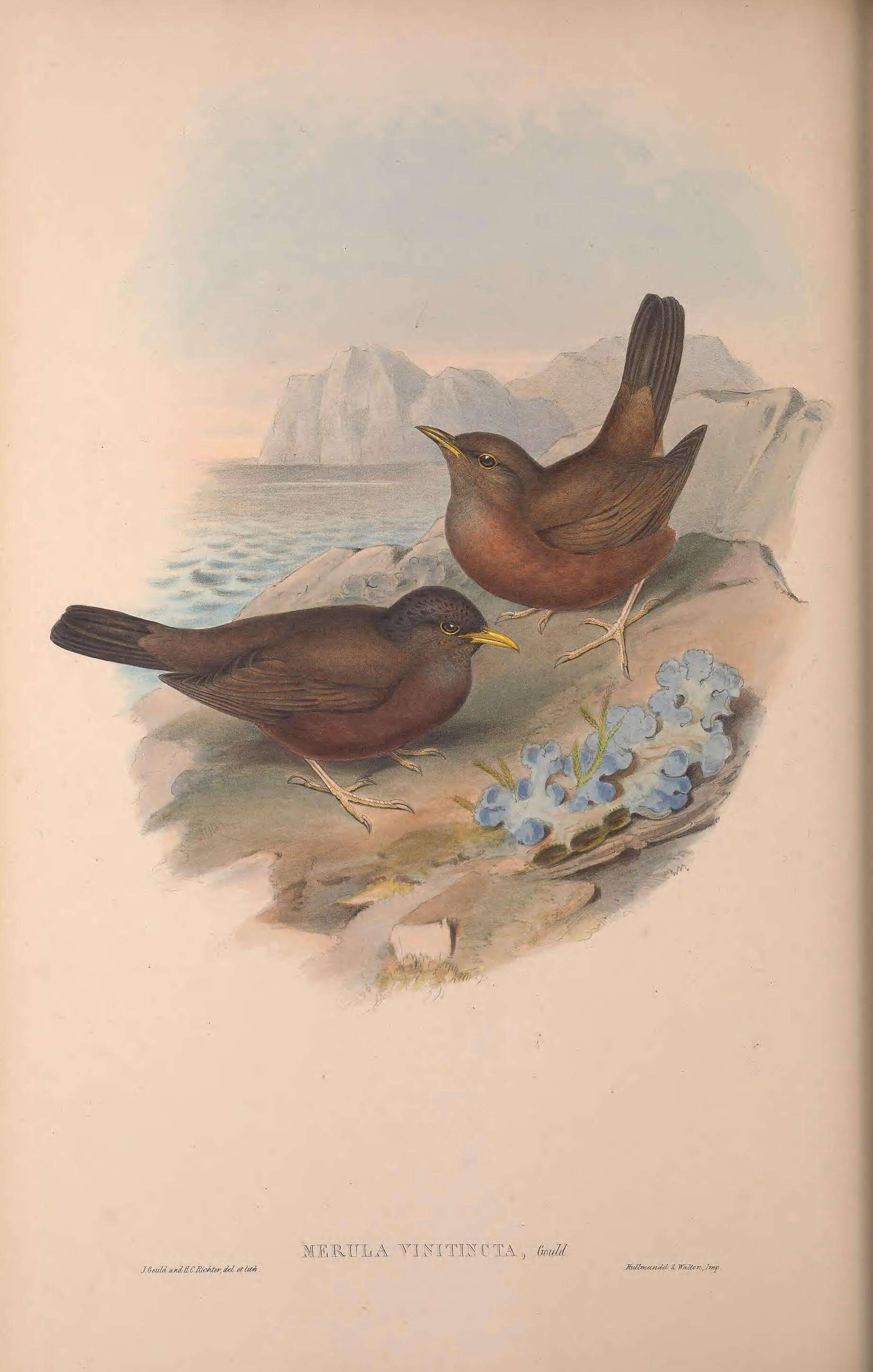 Image de Turdus poliocephalus vinitinctus (Gould 1855)