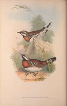 Imagem de Cinclosoma castaneothorax Gould 1849