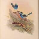 صورة Malurus splendens callainus Gould 1867