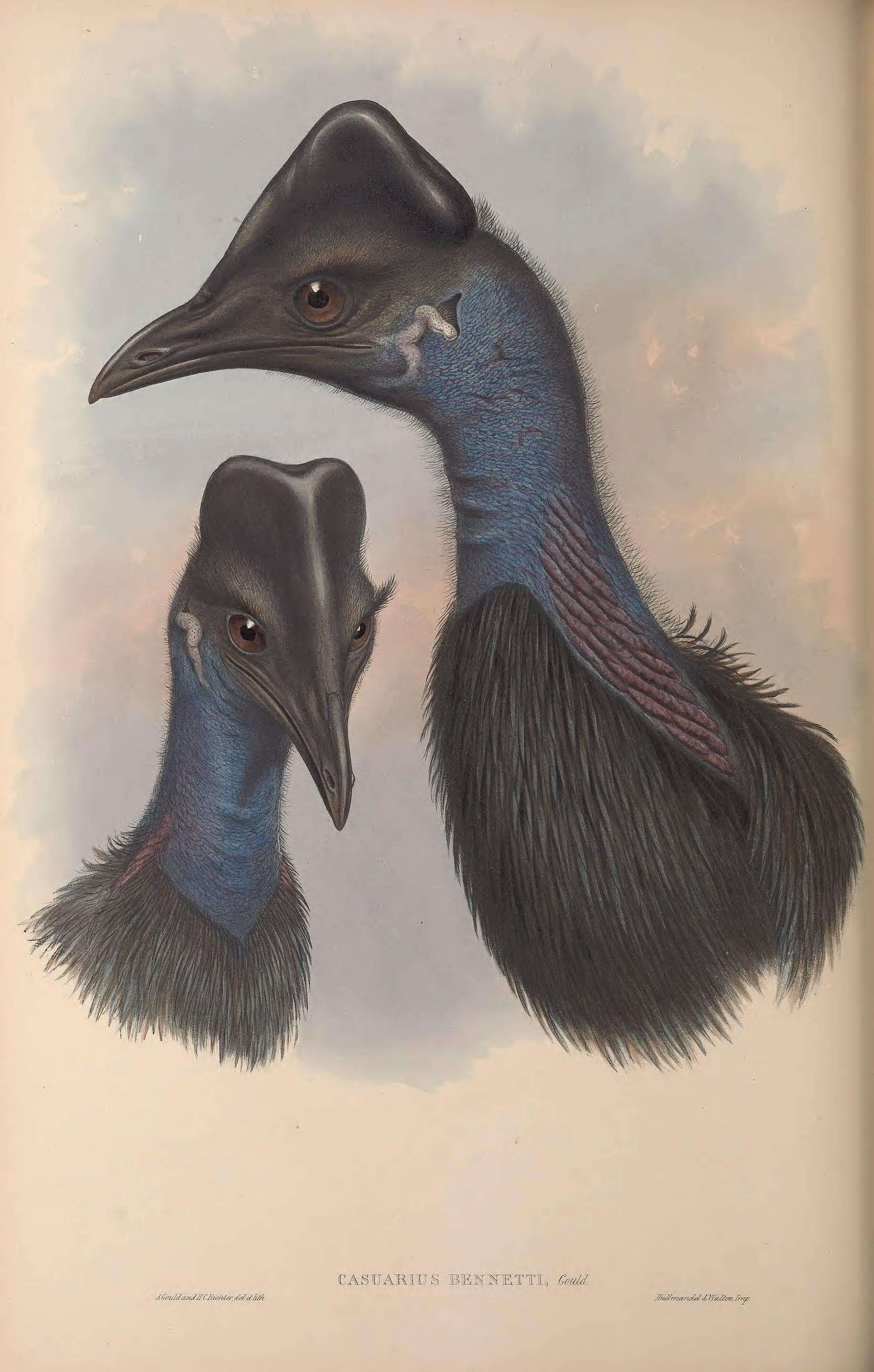 Image of Dwarf Cassowary