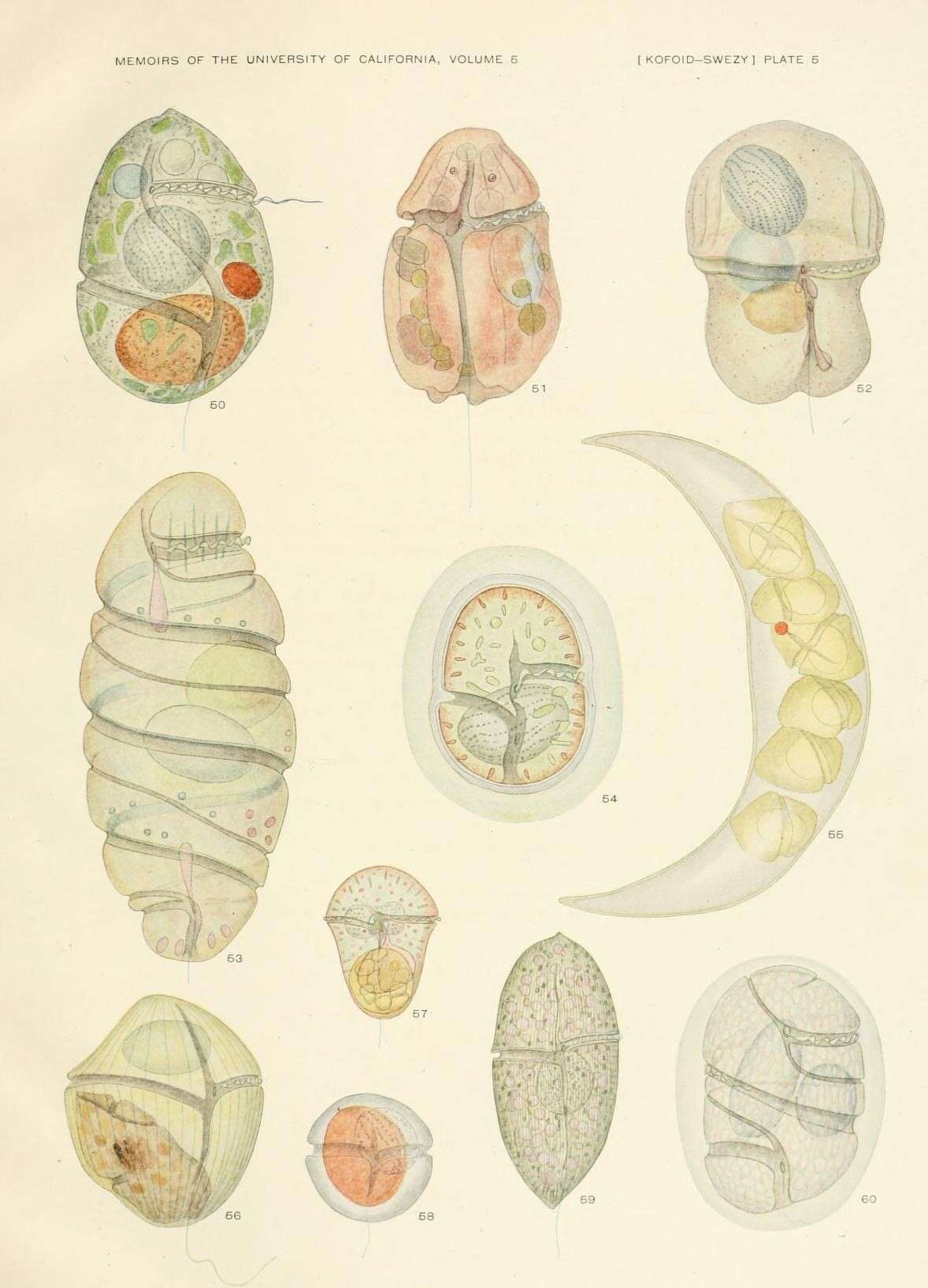 Image of alveolates