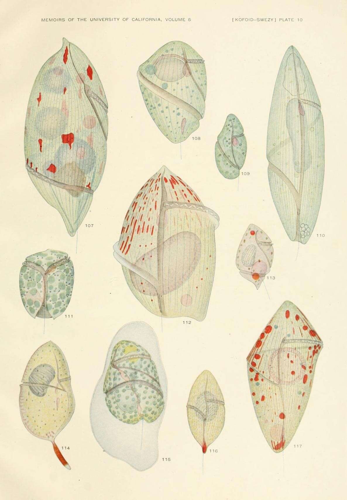 Image of alveolates