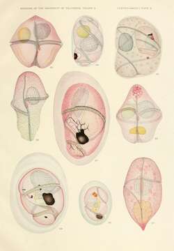 Image of alveolates