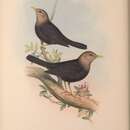 Imagem de Turdus poliocephalus poliocephalus Latham 1801