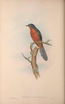 Image of Chestnut-breasted Cuckoo