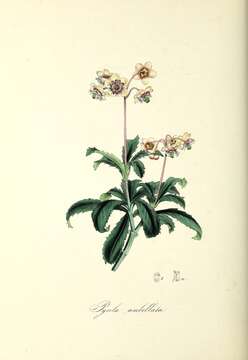 Image of pipsissewa