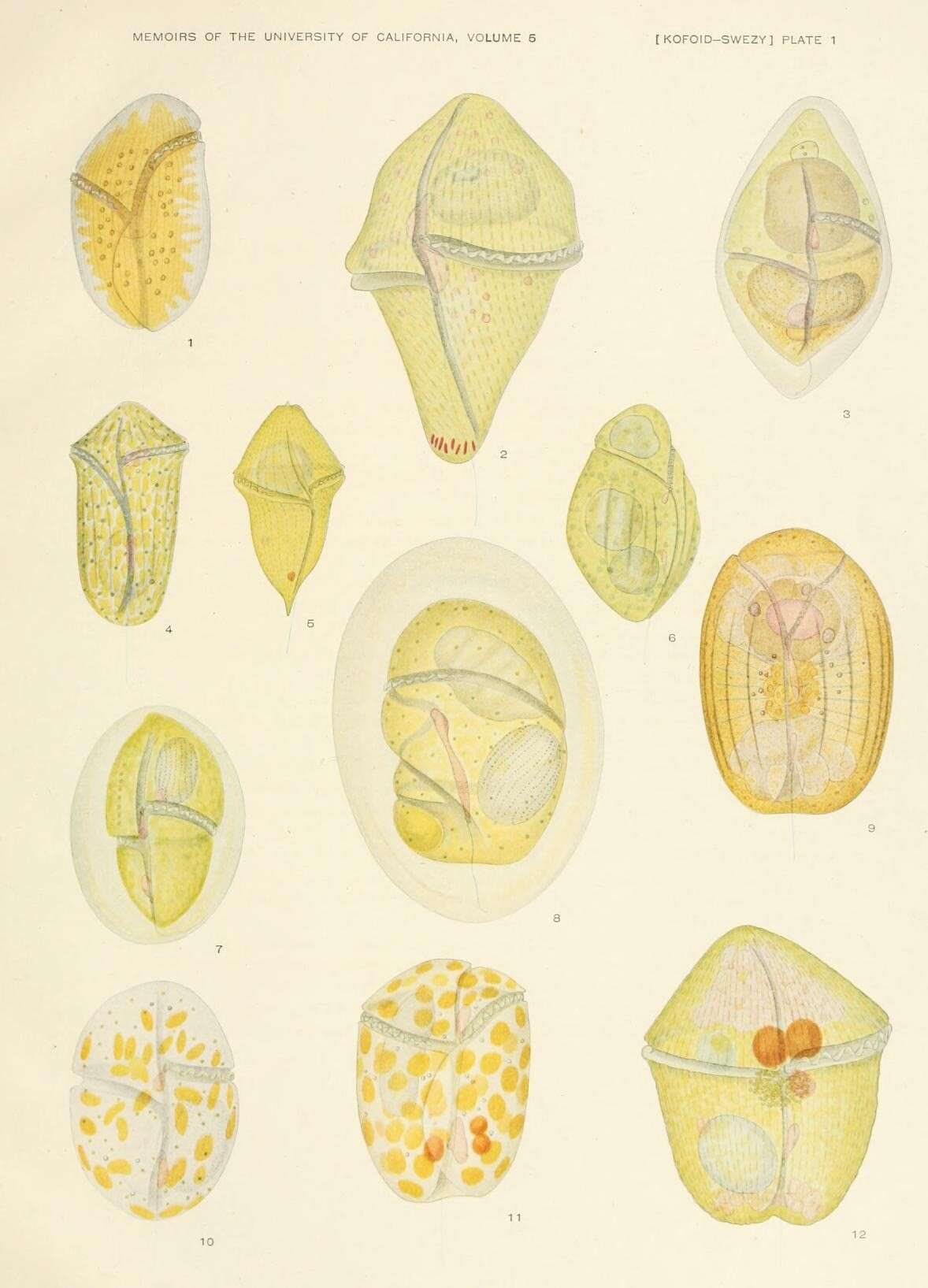 Image of alveolates