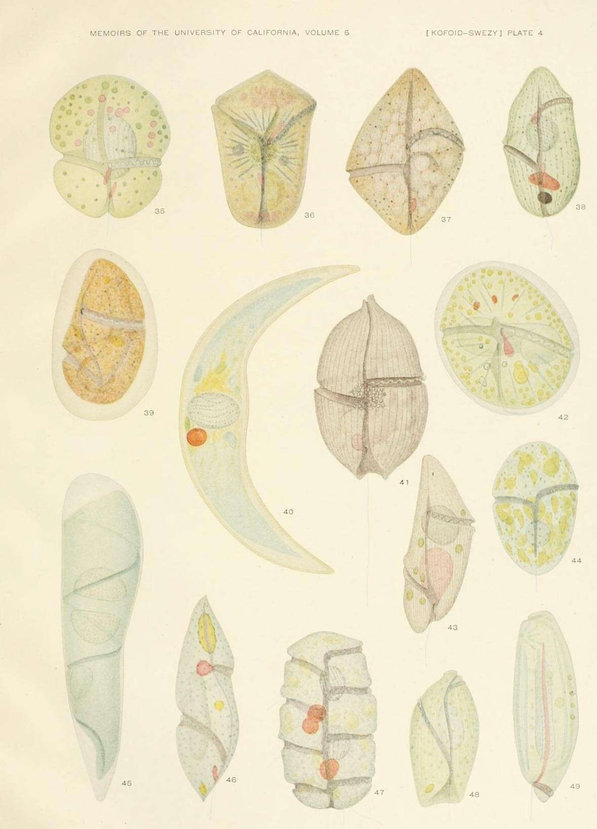 Image of alveolates