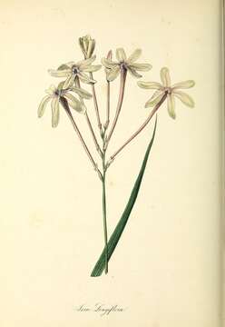 Image of Ixia paniculata D. Delaroche