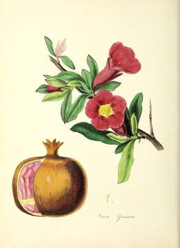 Image of pomegranate