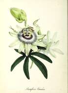 Image of Blue Passion Flower
