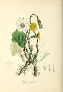 Image of coltsfoot