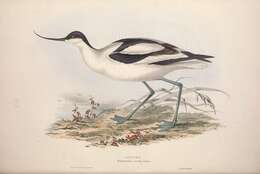 Image de Avocette à tête noire