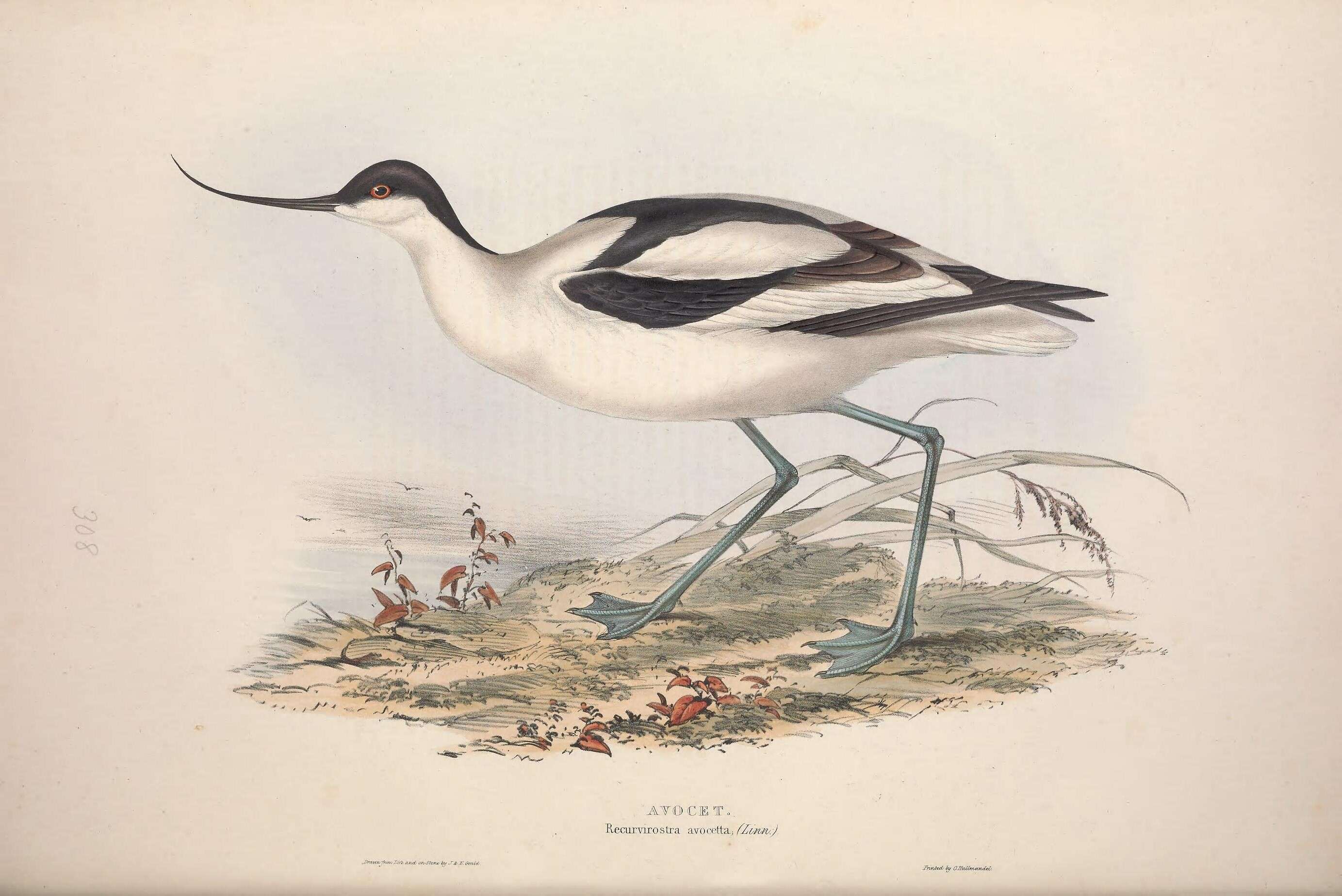 Image of avocet, pied avocet