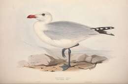Image of Audouin's Gull