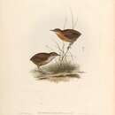 صورة Pnoepyga pusilla lepida Salvadori 1879