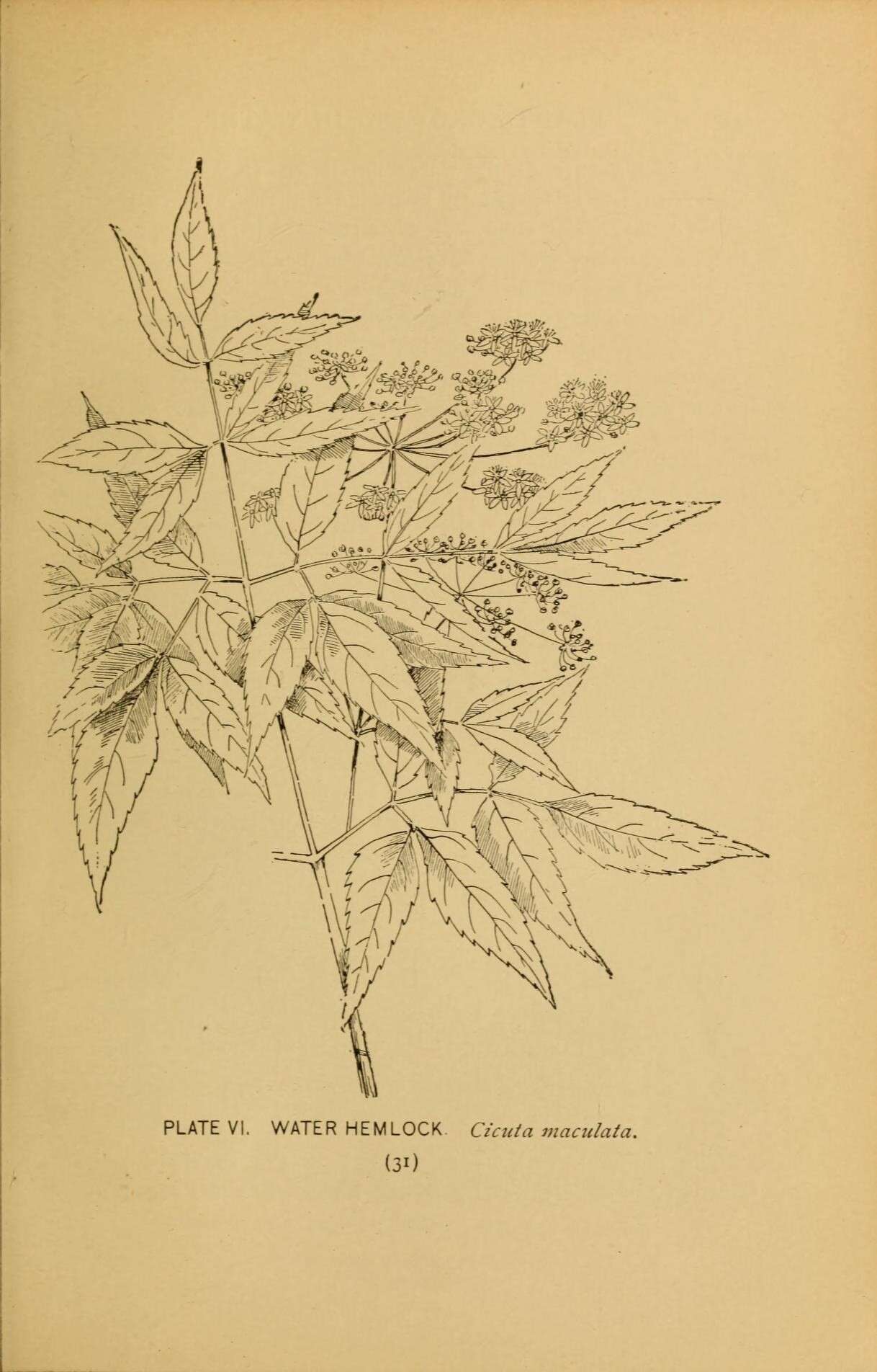 Imagem de Cicuta maculata L.