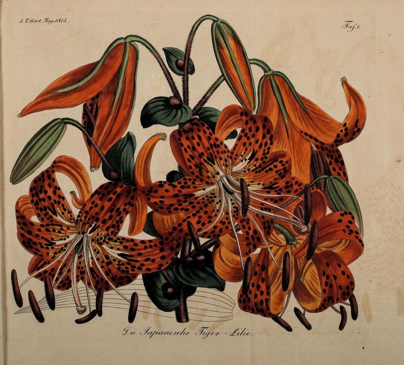 Image of Tiger lily