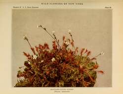 Image of oblong-leaved sundew