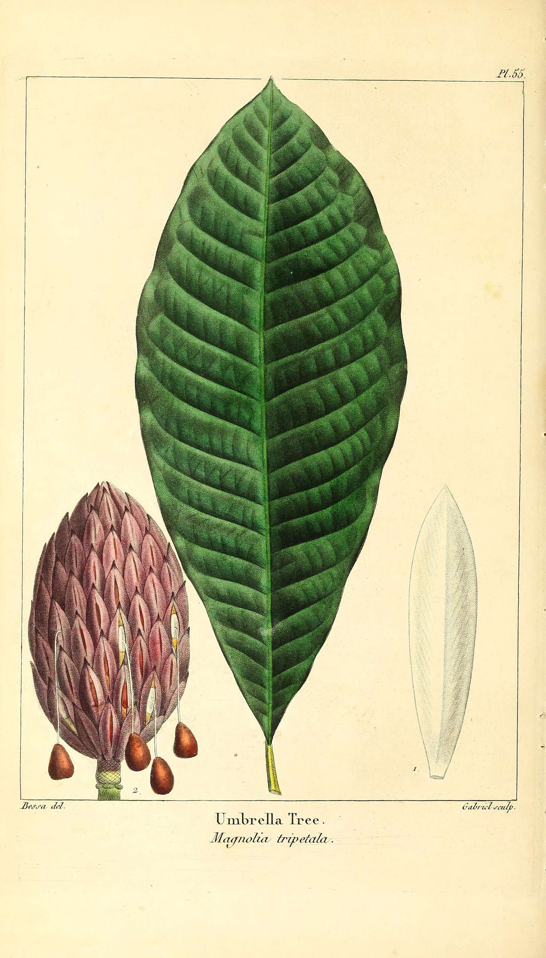 Imagem de Magnolia tripetala (L.) L.