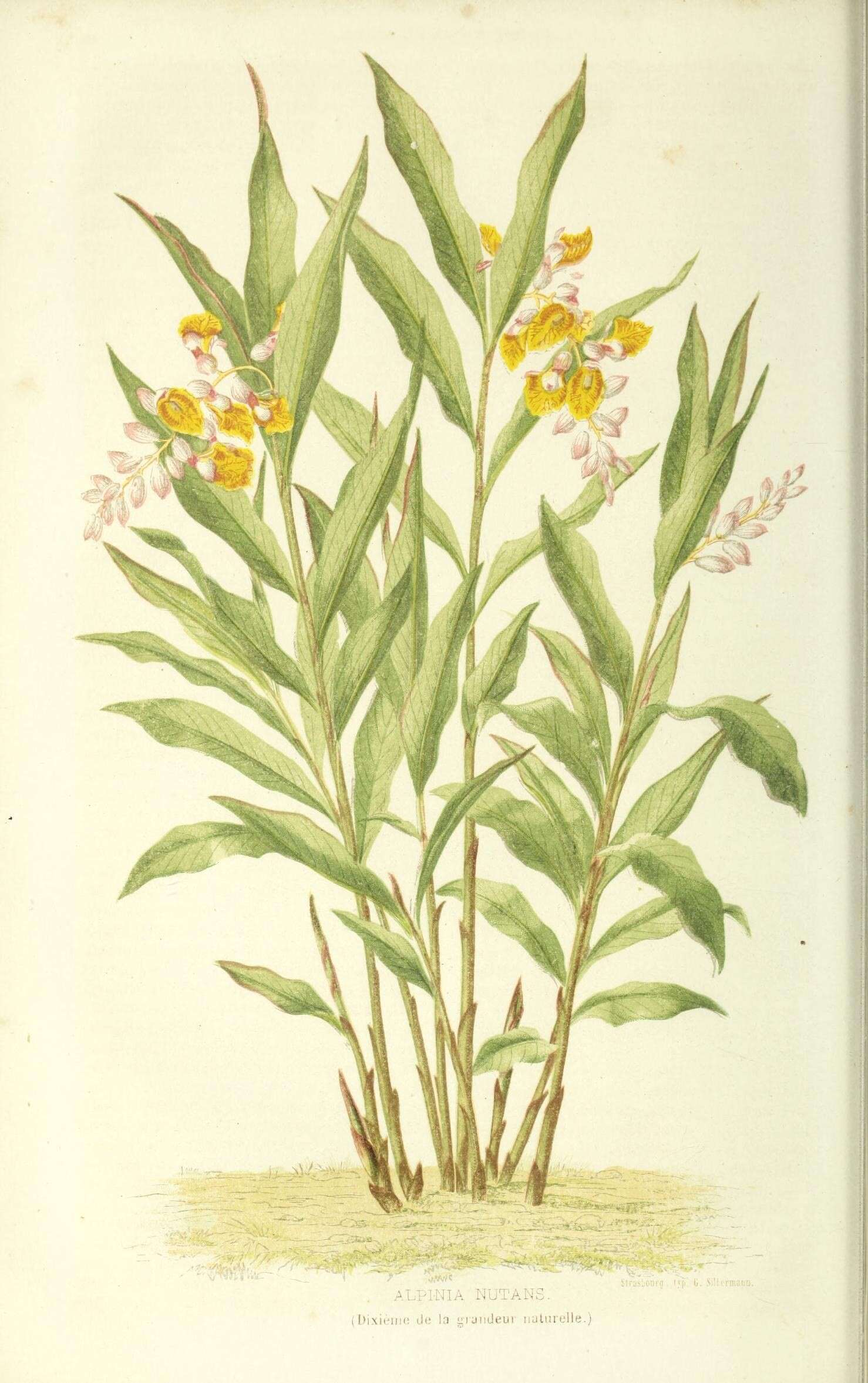 Imagem de Alpinia nutans (L.) Roscoe