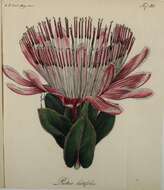 Image of Broad-leaved protea