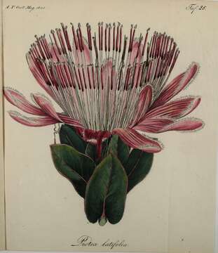 Image of Protea eximia (Knight) Fourc.