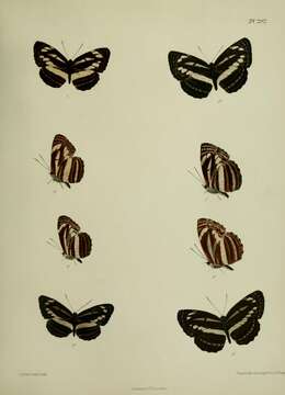 Image of Neptis clinia Moore 1872