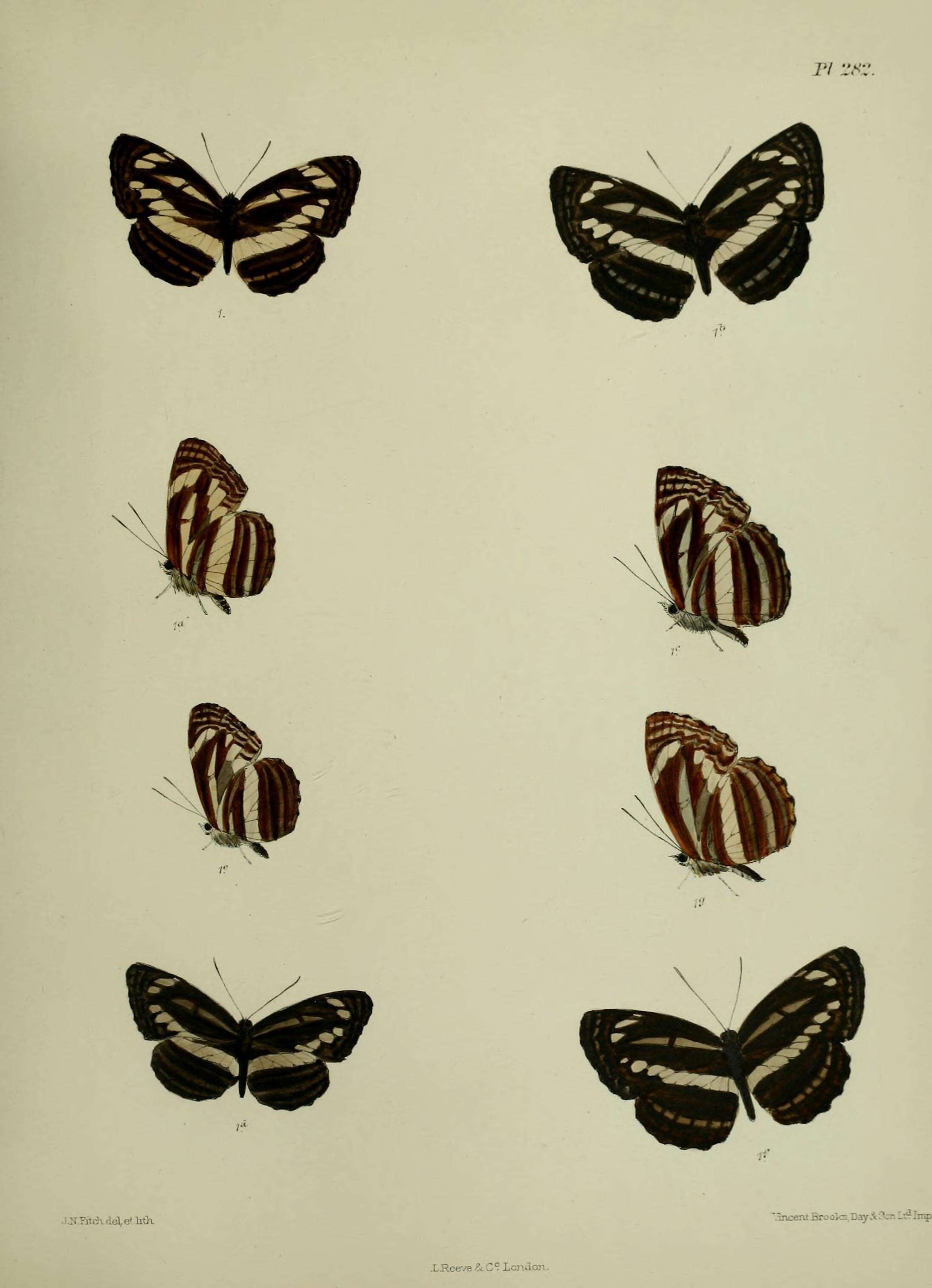 Imagem de Neptis clinia Moore 1872