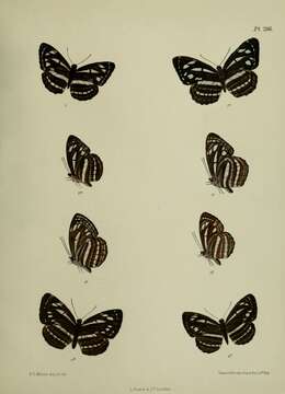Image of Neptis nata Moore 1857