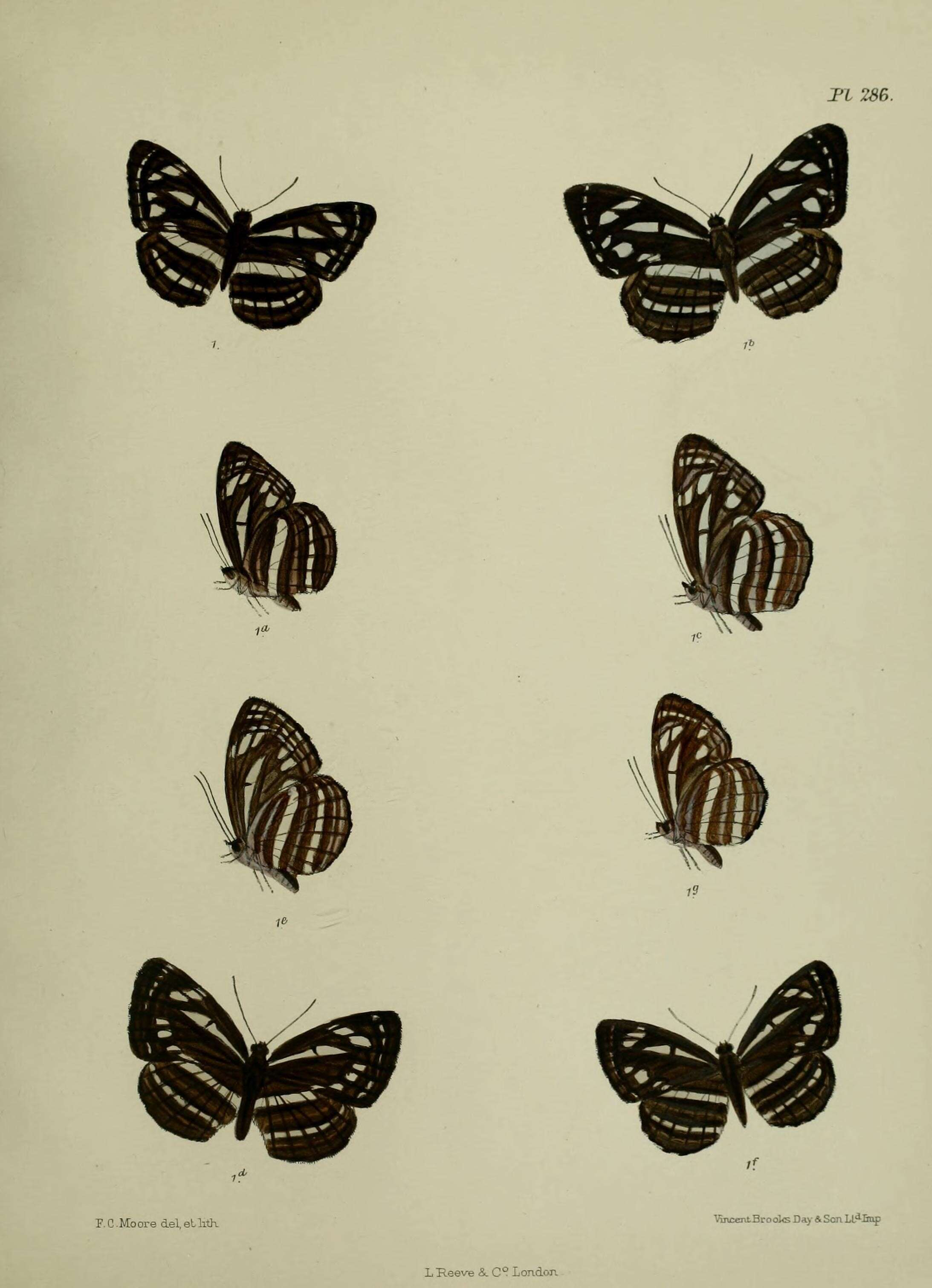 Imagem de Neptis nata Moore 1857