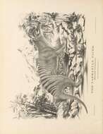 Image of Thylacinus Temminck 1824