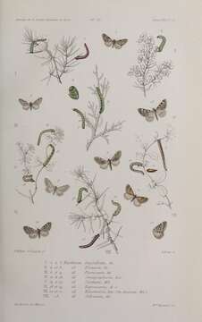 Image of Eupithecia oxycedrata Rambur 1833