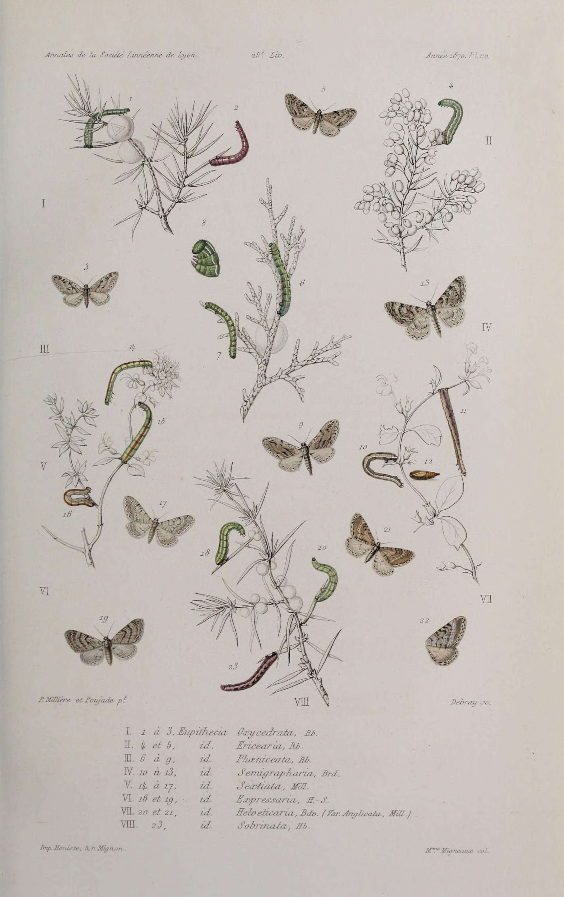 Imagem de Eupithecia oxycedrata Rambur 1833