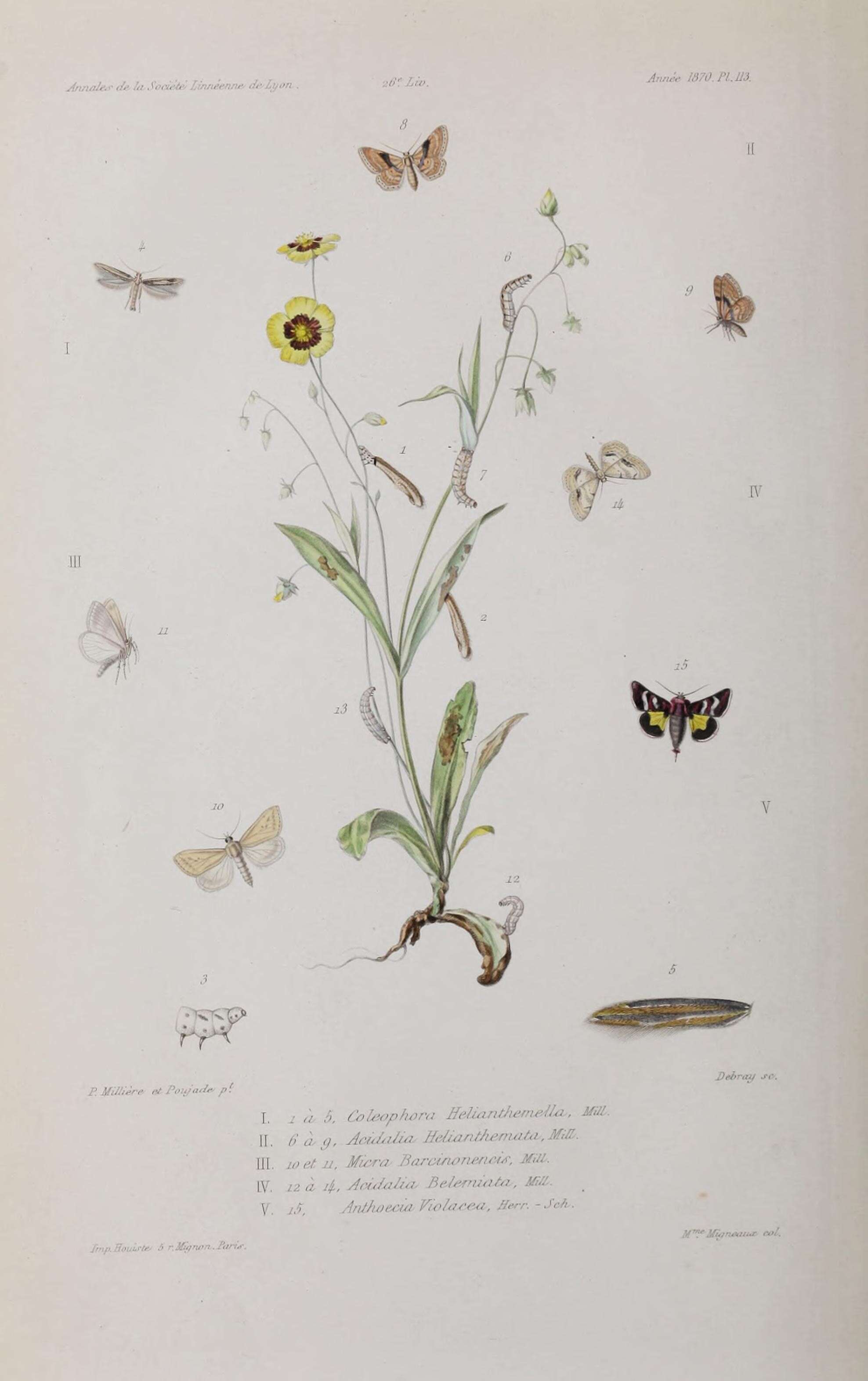 Image de Coleophora helianthemella Milliére 1870