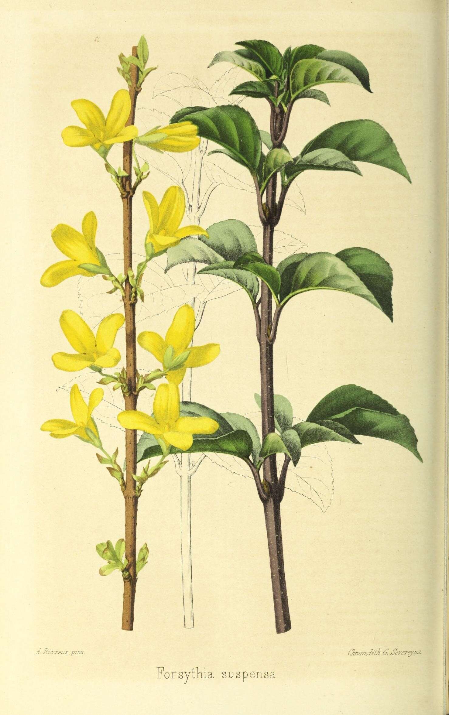 Plancia ëd Forsythia suspensa (Thunb.) Vahl