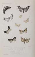 Imagem de Biston betularia Linnaeus 1758