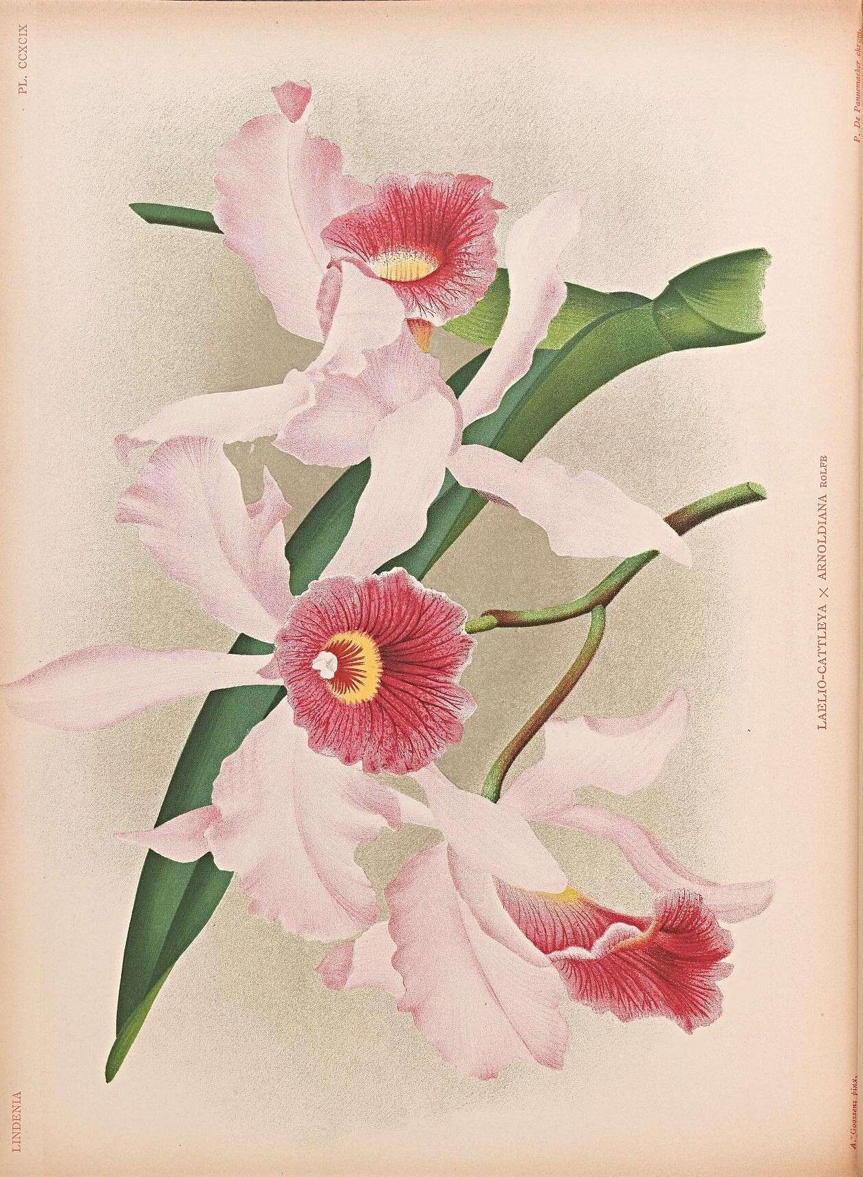 Image of Laeliocattleya