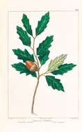 Quercus undulata Torr. resmi