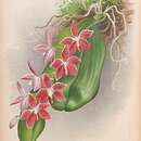 Image of Phalaenopsis speciosa Rchb. fil.