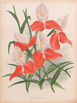 Image of Red Disa