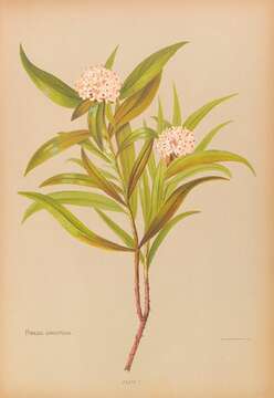 Image of long-leaved pimelea