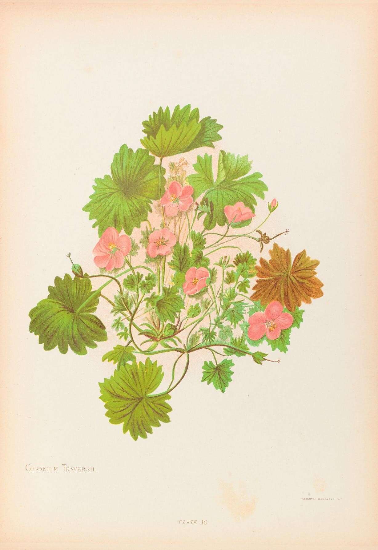 Image of Chatham Island geranium