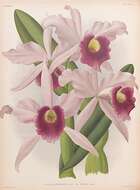 Image of Cattleya purpurata (Lindl. & Paxton) Rollisson ex Lindl.